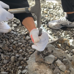 【3/13　化石発掘体験スタート！】