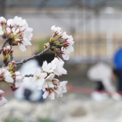 【4/17　恐竜の日】